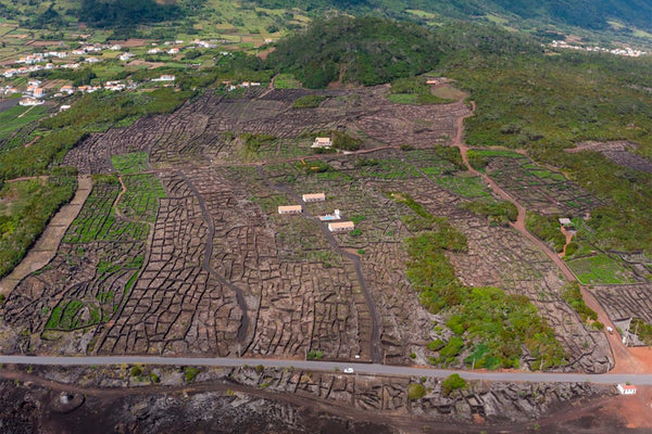 Insula Vinus: Singular wines from Azores