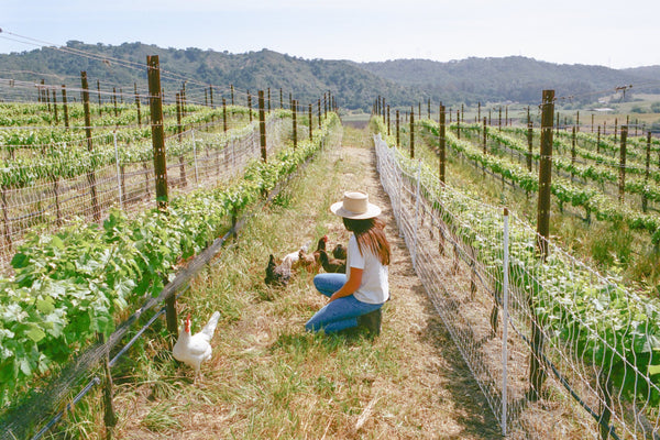 The New Taste of California Wine