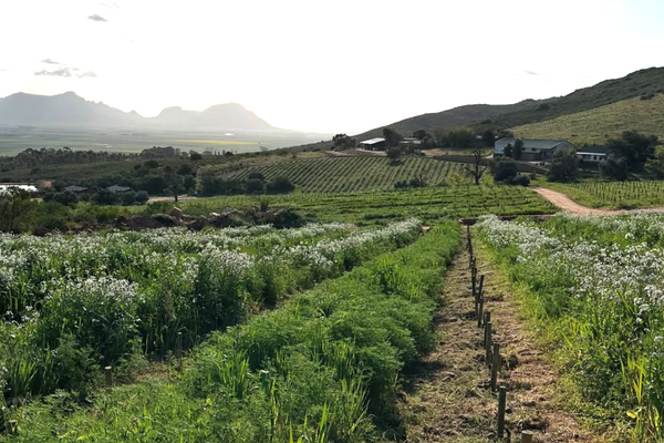 The Swartland Revolution comes to NY