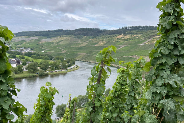 Mosel Magic: The Wines of Weingut Vollenweider