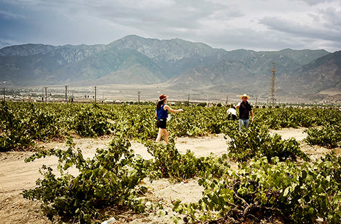 Abe Schoener's LA River Wine