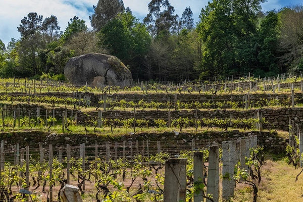 Welcoming Adega a Barouta