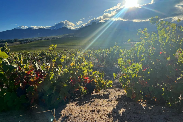 Mick Craven's Newest Cinsault