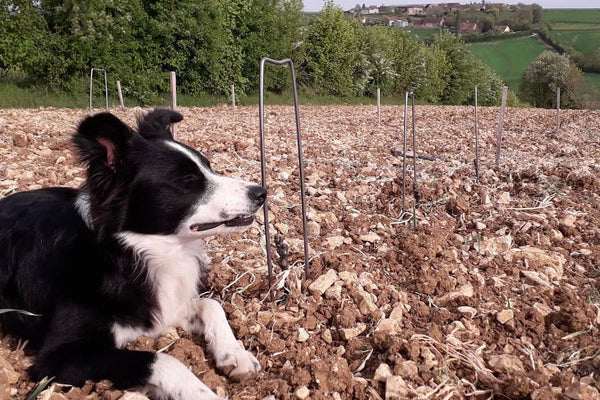 On the Edge of Burgundy