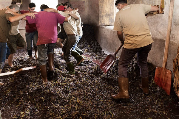 We Love: Etna's most traditional wines