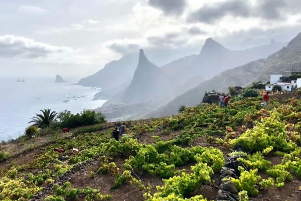 Tenerife in the Spotlight