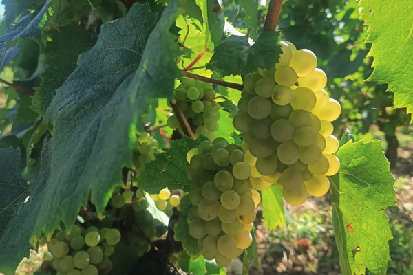 Bouzeron's new (and smallest) grower