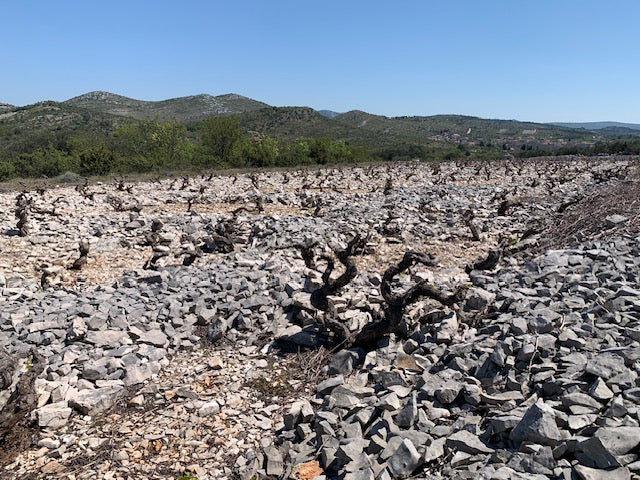 Croatia, through the lens of Vinas Mora – Leon & Son Wine and Spirits
