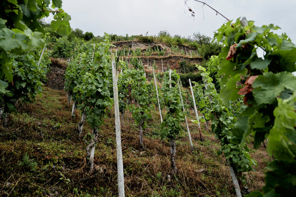 '24 Germany arrivals